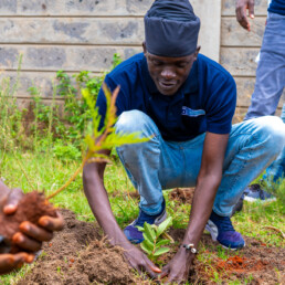 tree planting